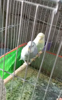 مرغ عشق نروماده بالق