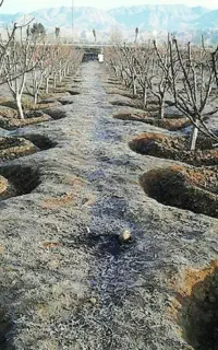 جویای کار کارگری باغداری