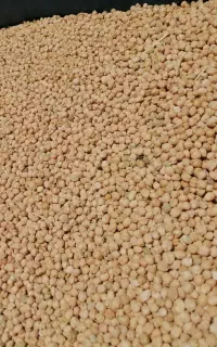 نخود سفید بهاره