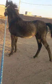 کره مادیون
