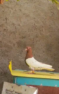 نر کله سرخ بزن بون باز