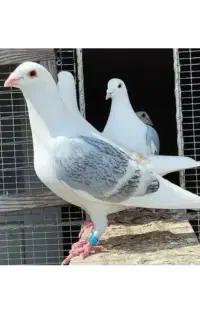 کبوتر پشت سبز (دوکت)، ابلغ میلومنز