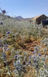 نگهبان زنبورستان