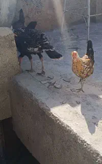 بوقلمون محلی