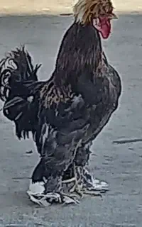 خروس