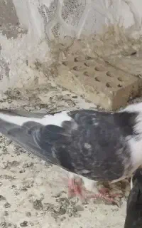 کفتر افغانی.سرخ کرمونی