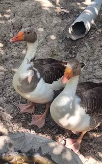 غاز نرو ماده تخمگذار