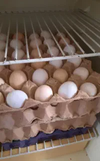 تخم مرغ محلی اصل دونه ۱۷