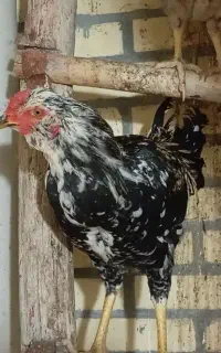 مرغ و خروس