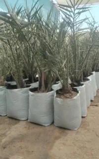 کیسه مخصوص کاشت پاجوش یا دمیت نخل