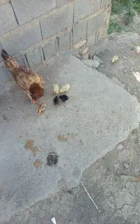 مرغ لاری و جوجه