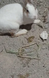 خرگوش