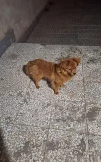 سگ گمشده