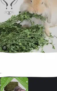 یونجه خرگوش