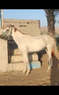 اسب نریان