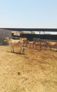 3راس گاو زاییده
