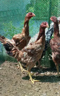 مرغ لاری دانگ بالا