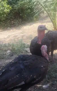 بوقلمون نر بزرگ