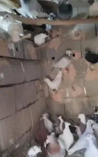 کبوتر
