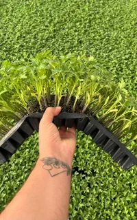 نشا گوجه بادمجان فلفل