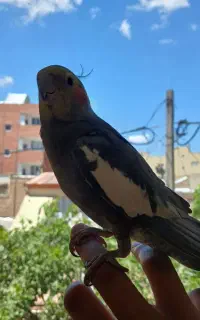 عروس هلندی