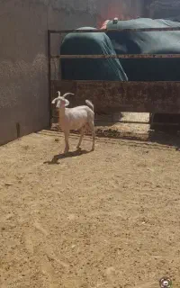 بز ثنا