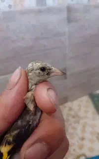 جوجه سهره نر