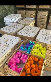 جوجه رنگی اردک پکنی گلپایگانی