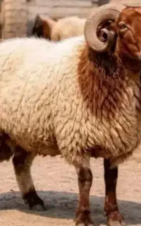 انواع زنده نژادهای مختلف اوزان گوسفند متفاوت
