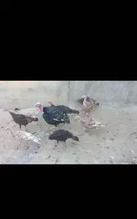 بوقلمون