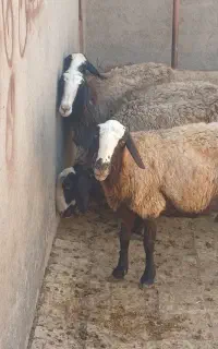 گوسفند شال