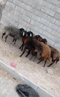 میش