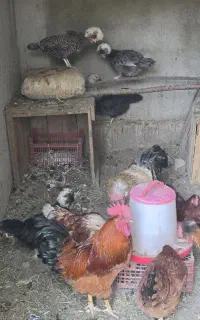 خروس جوان به همراه مرغ لهستانی