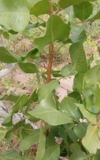 شاخه پیوندی یا ترکه برای پیوند