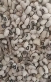 لوبیا چشم بلبلی