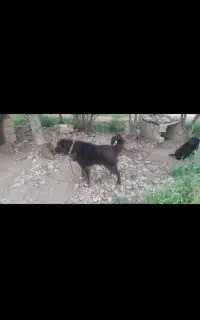 یک جفت نرلاس