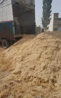 کاه سفید نرم تحویل به صورت فله درب انبارتون