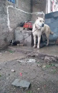 دورگه پژدر