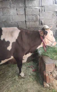 گاو سمینتال