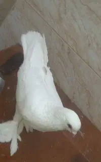 یک جفت لوتی