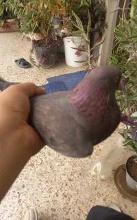 کفتر گم شده