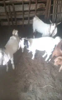 بز غاله نر