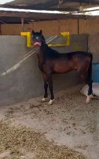 کره نریون عرب خالص ایرانی