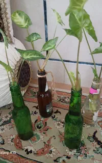 گل طبیعی