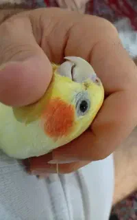 عروس هلندی گمشده