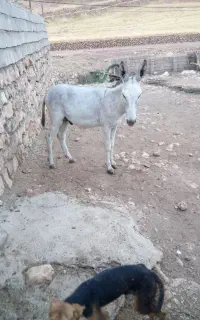 الاع نر یکسال ونیم