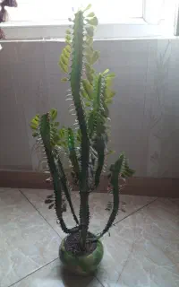 گل و گلدان