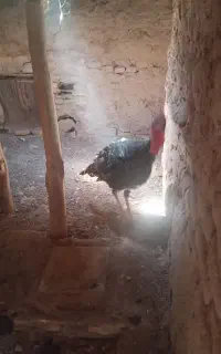 فروش 1عددبوقلمون نر