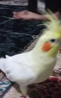 عروس هلندی