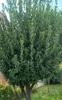 مشاور باغبانی